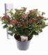 Viburnum