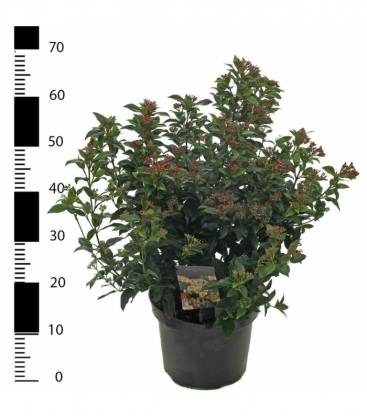 Viburnum