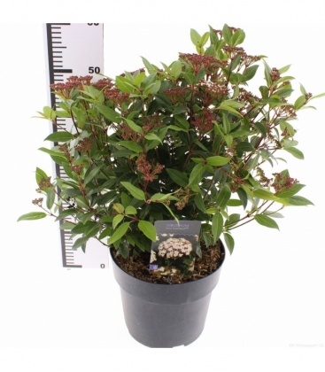 Viburnum