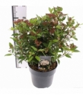 Viburnum