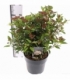Viburnum