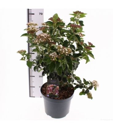 Viburnum
