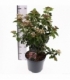 Viburnum