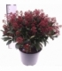 Skimmia