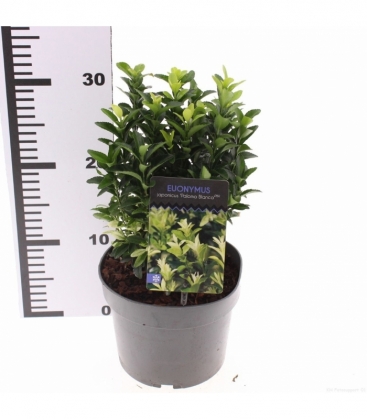 Euonymus
