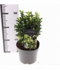 Euonymus
