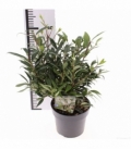 Sarcococca