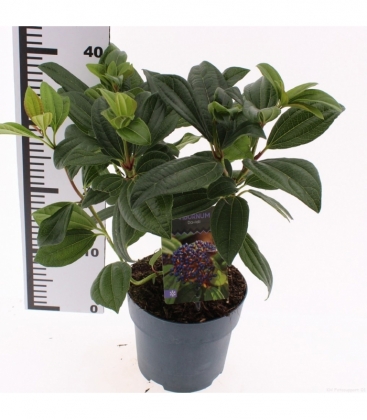 Viburnum