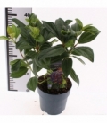 Viburnum
