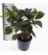 Viburnum