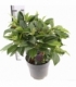 Viburnum