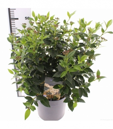 Viburnum