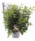 Viburnum
