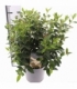 Viburnum
