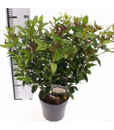 Viburnum