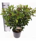 Viburnum