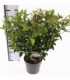 Viburnum
