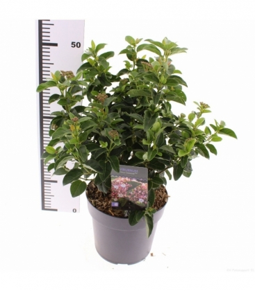 Viburnum