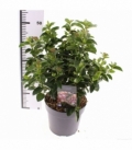 Viburnum
