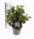 Viburnum