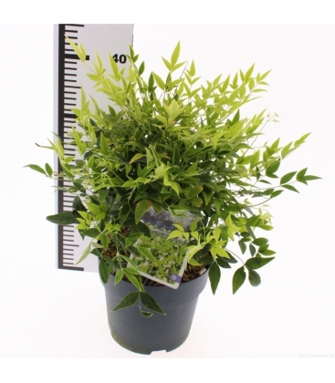 Nandina