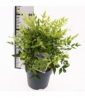 Nandina