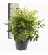 Nandina