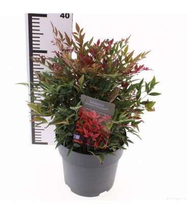 Nandina