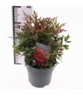 Nandina