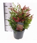 Nandina