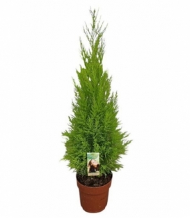 Cupressus