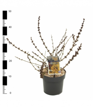 Forsythia