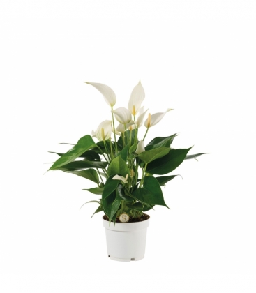 Anthurium