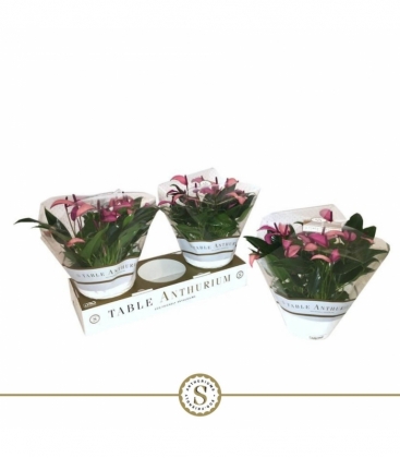 Anthurium