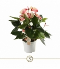 Anthurium