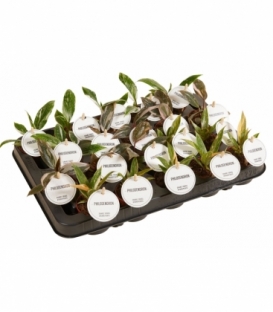 Philodendron