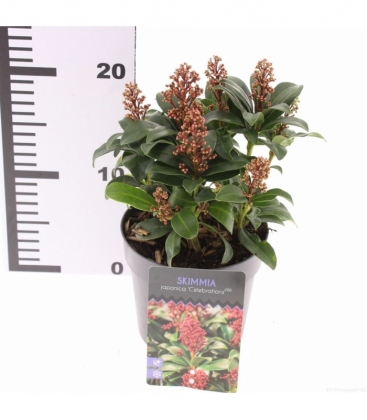Skimmia