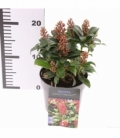 Skimmia