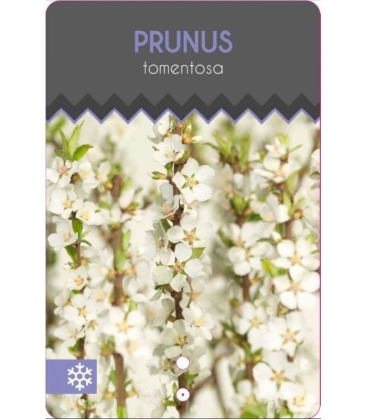 Prunus