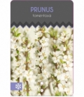 Prunus