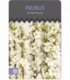 Prunus