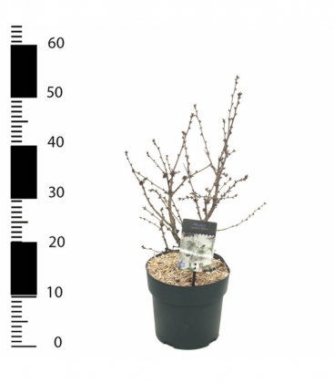 Prunus