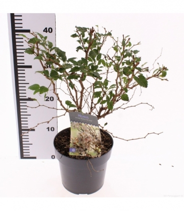 Prunus