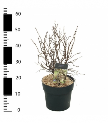 Prunus