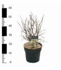 Prunus