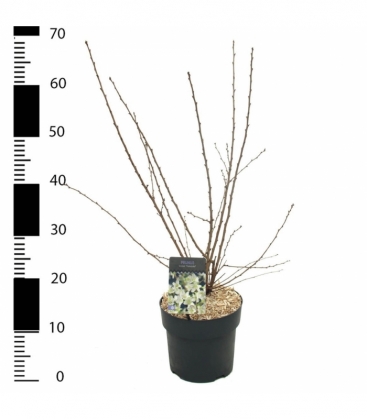 Prunus