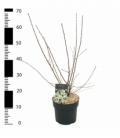 Prunus