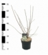 Prunus