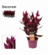 Celosia