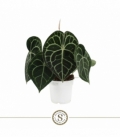 Anthurium